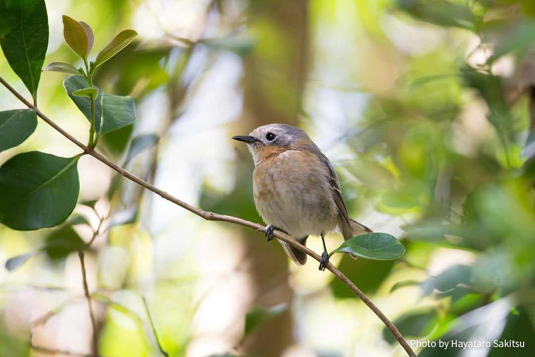 カウアイ・エレパイオ（Chasiempis sclateri）