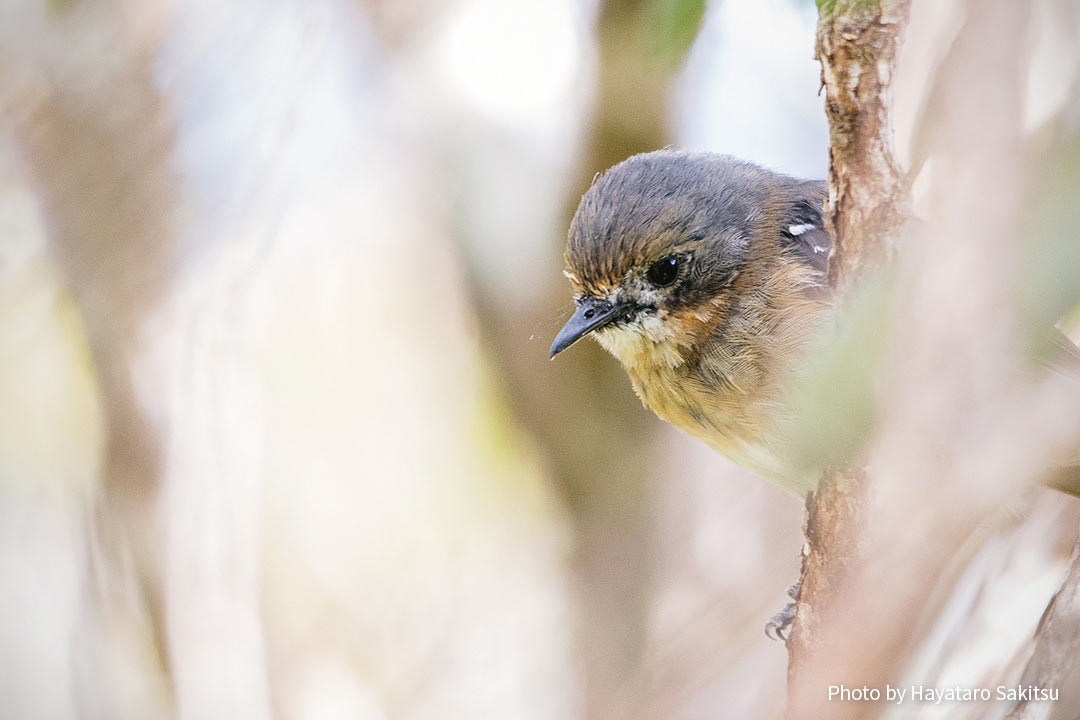 カウアイ・エレパイオ（Chasiempis sclateri）