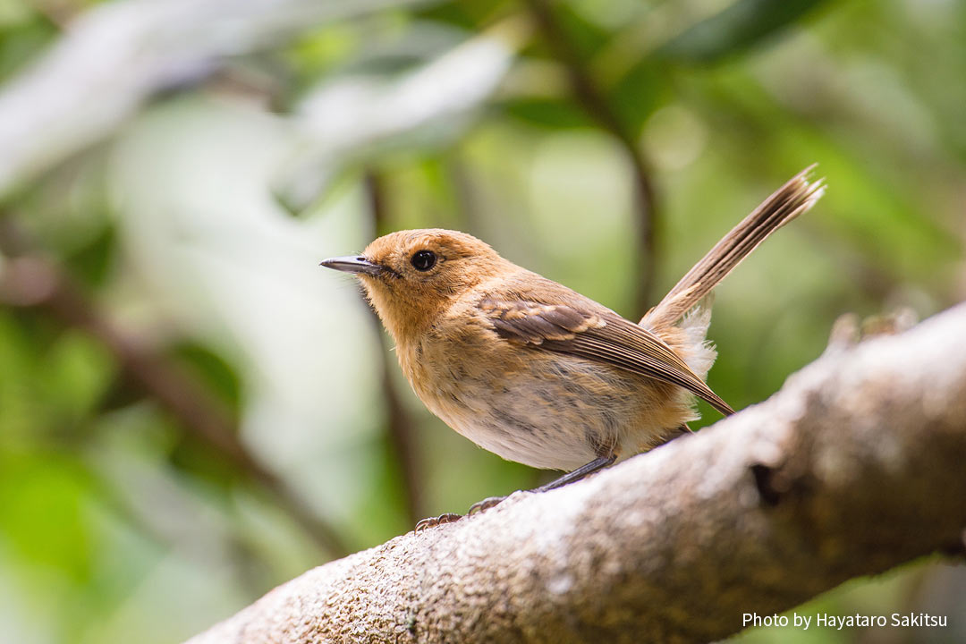 カウアイ・エレパイオ(Chasiempis sclateri)
