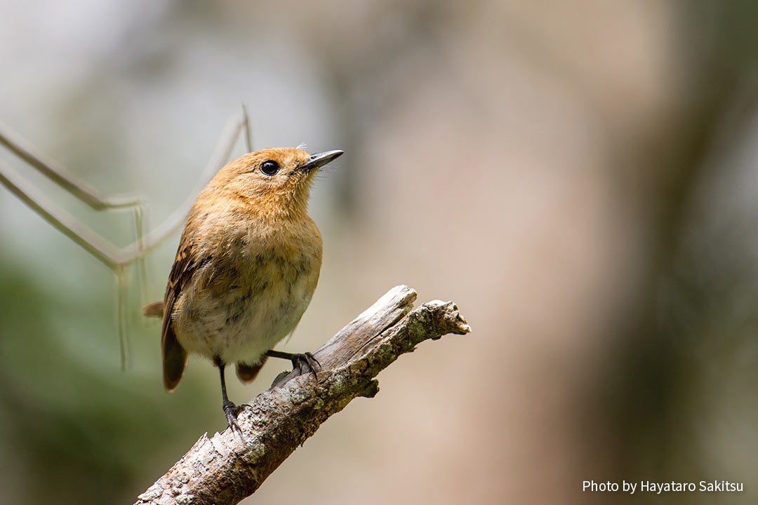 カウアイ エレパイオ ハワイヒタキ アヌヘア ハワイの花 植物 野鳥図鑑 Kauai Elepaio Chasiempis Sclateri