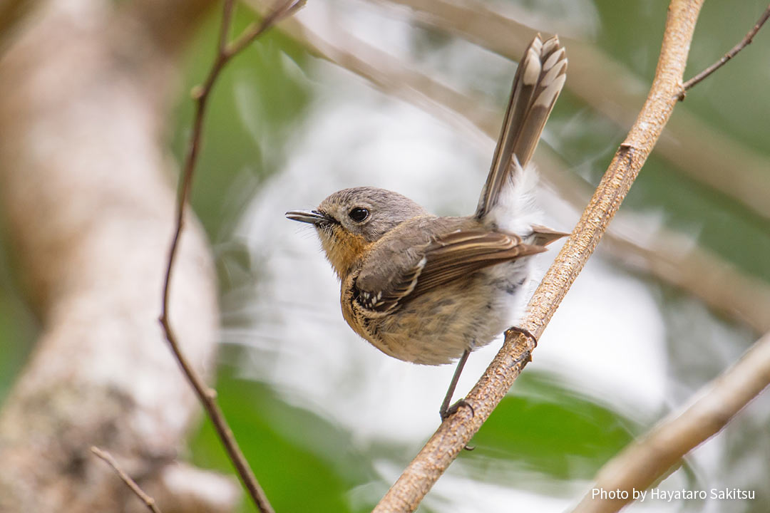 カウアイ エレパイオ ハワイヒタキ アヌヘア ハワイの花 植物 野鳥図鑑 Kauai Elepaio Chasiempis Sclateri