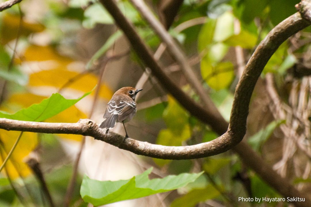 オアフ・エレパイオ（Chasiempis ibidis）