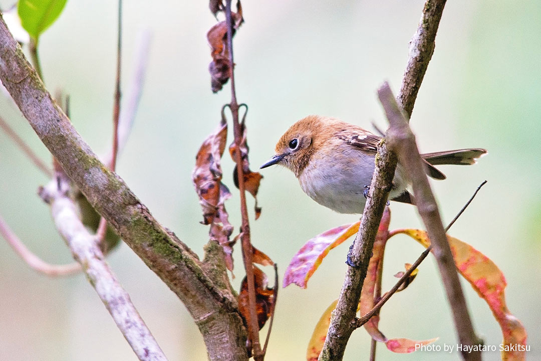 オアフ・エレパイオ（Chasiempis ibidis）