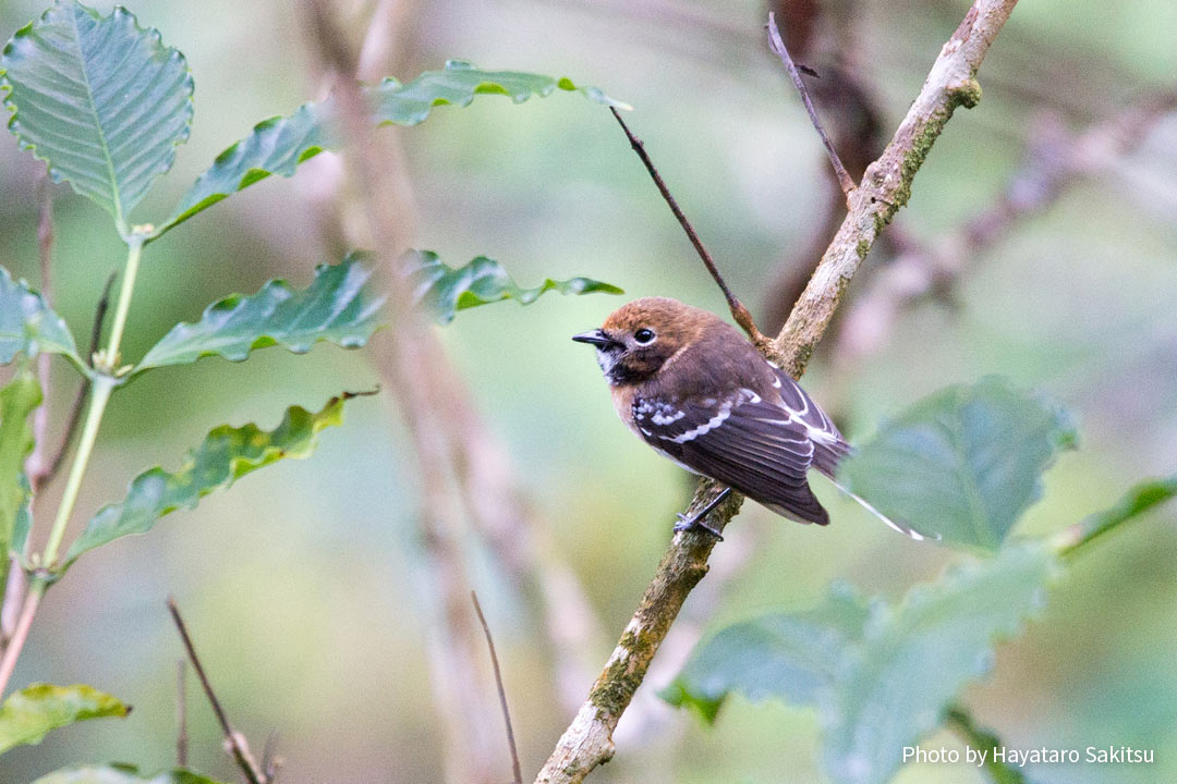 オアフ・エレパイオ（Chasiempis ibidis）