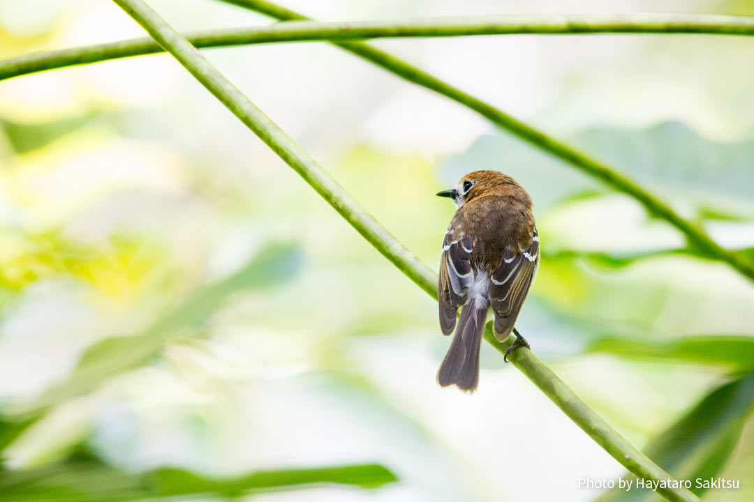 オアフ・エレパイオ(Chasiempis ibidis)