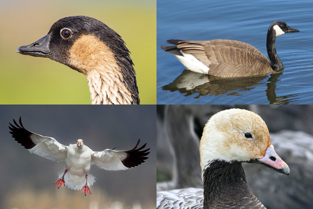 ガン 雁 まとめ アヌヘア ハワイの花 植物 野鳥図鑑 Geese In Hawaiʻi