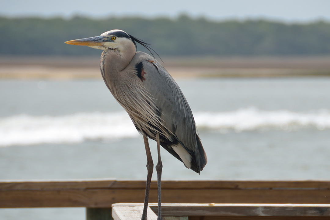 オオアオサギ（Ardea herodias）