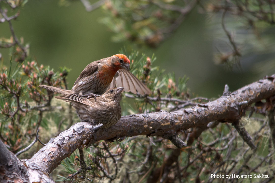 メキシコマシコ（Carpodacus mexicanus）