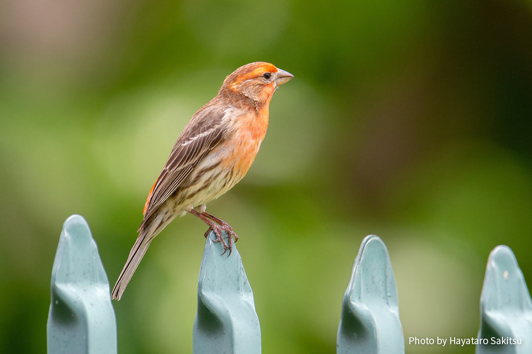 メキシコマシコ（Carpodacus mexicanus）