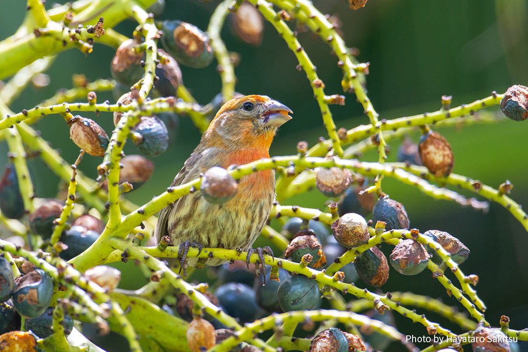 メキシコマシコ（Carpodacus mexicanus）