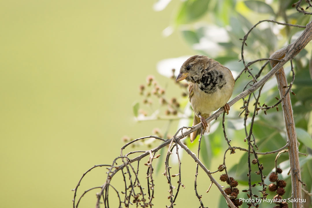イエスズメ(Passer domesticus)