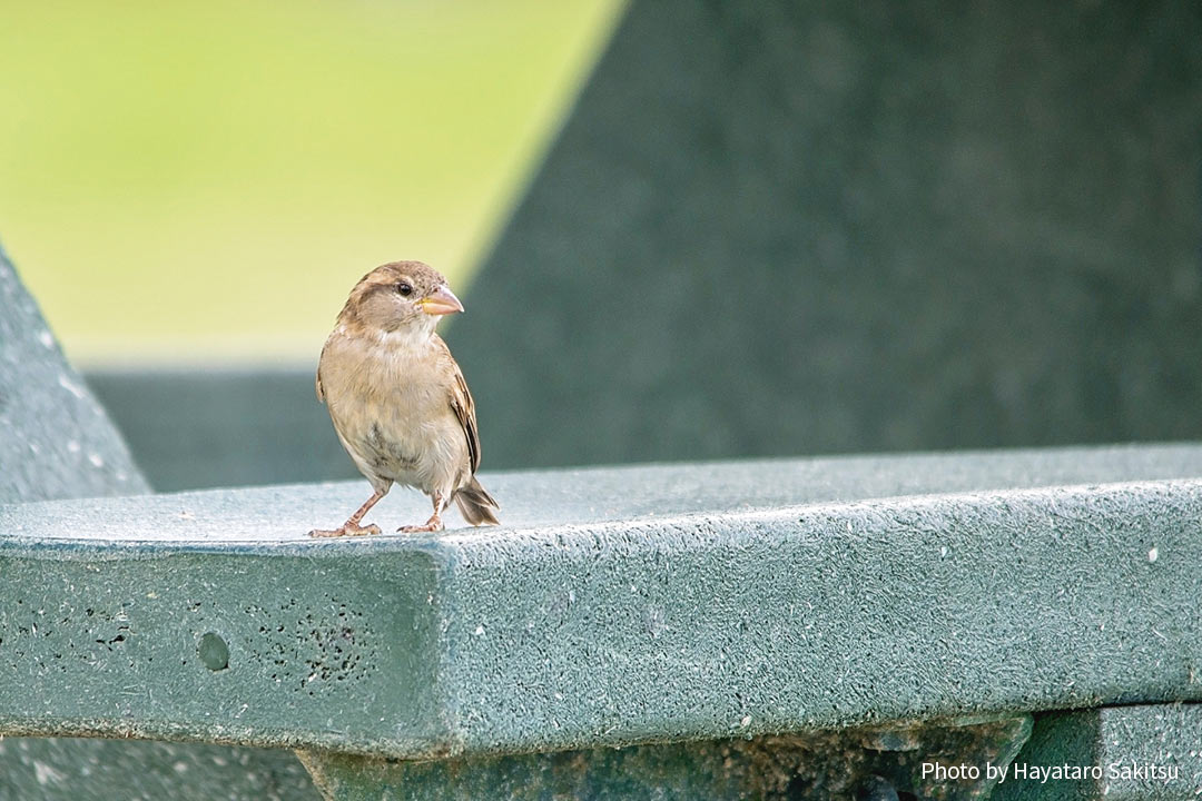 イエスズメ アヌヘア ハワイの花 植物 野鳥図鑑 House Sparrow Passer Domesticus