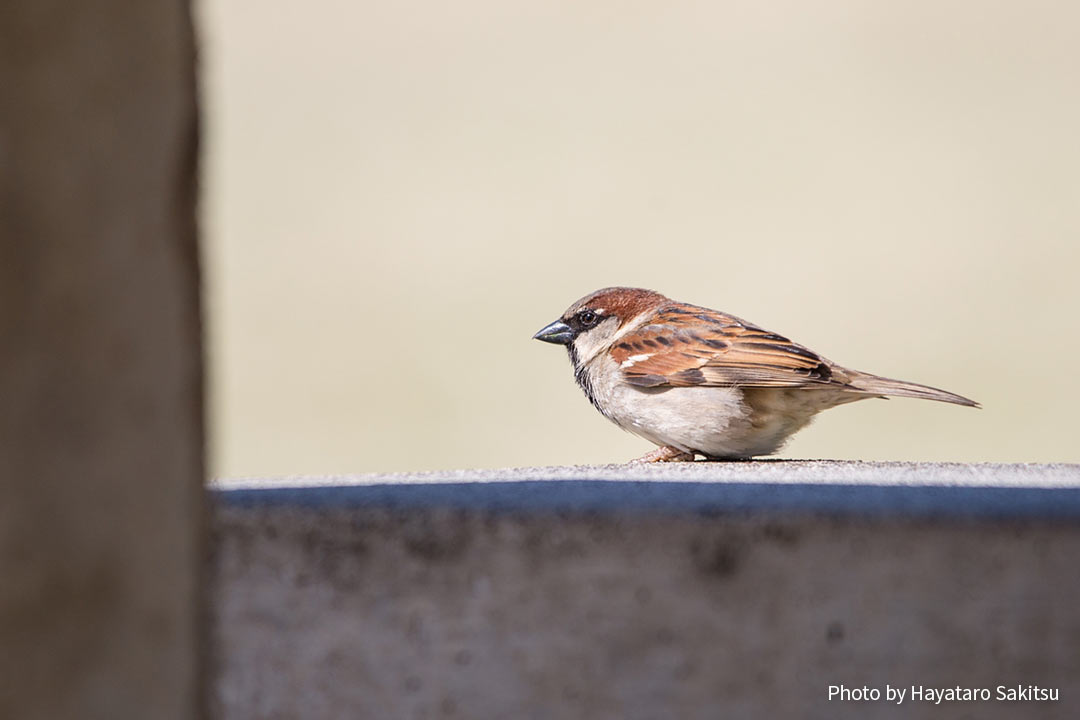 イエスズメ アヌヘア ハワイの花 植物 野鳥図鑑 House Sparrow Passer Domesticus