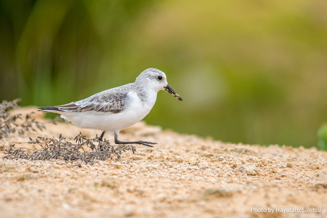 フナカイ（ミユビシギ、Calidris alba）