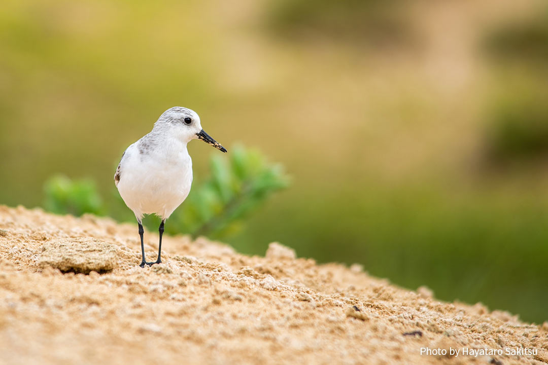 フナカイ(ミユビシギ、Calidris alba)