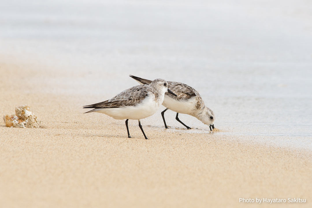 フナカイ（ミユビシギ、Calidris alba）