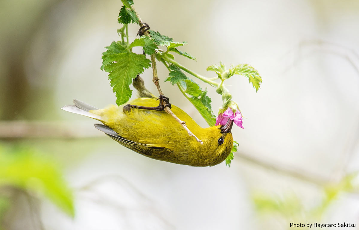 ハワイ・アマキヒ（Chlorodrepanis virens virens）