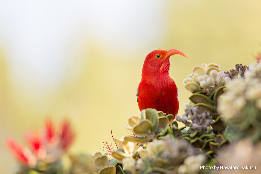 イイヴィ（ベニハワイミツスイ、Drepanis coccinea）