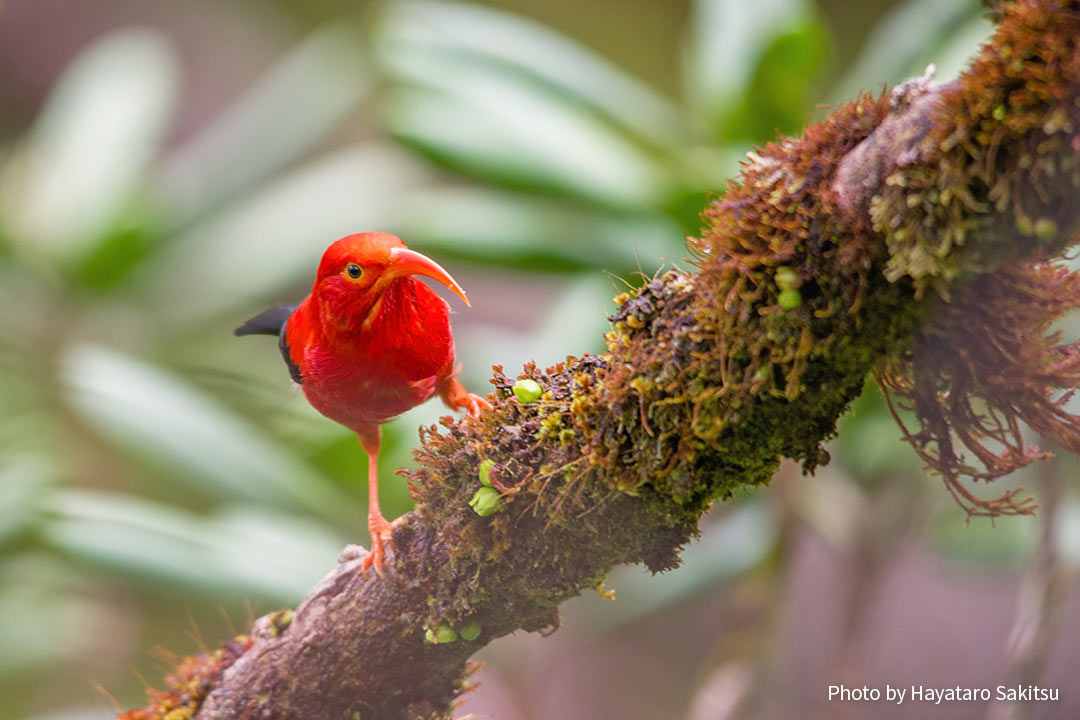 イイヴィ（ベニハワイミツスイ、Drepanis coccinea）