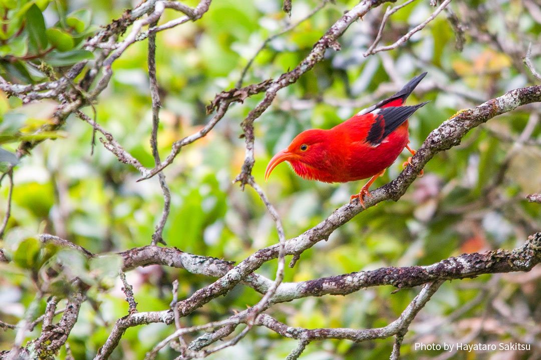 イイヴィ（ベニハワイミツスイ、Drepanis coccinea）