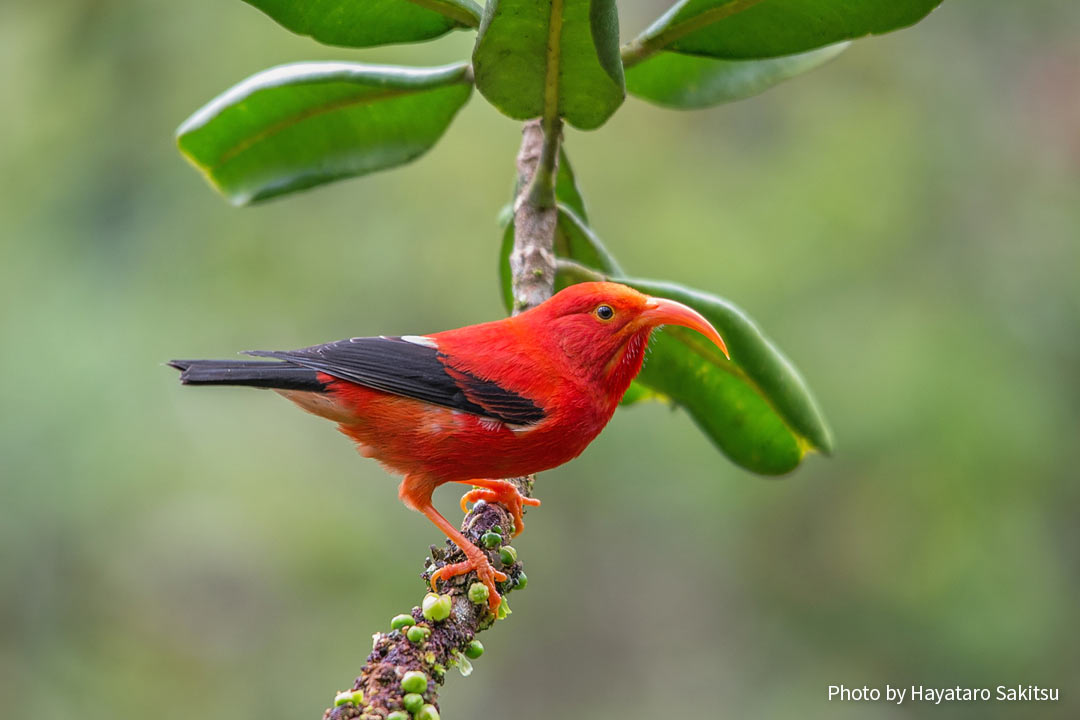 イイヴィ（ベニハワイミツスイ、Drepanis coccinea）