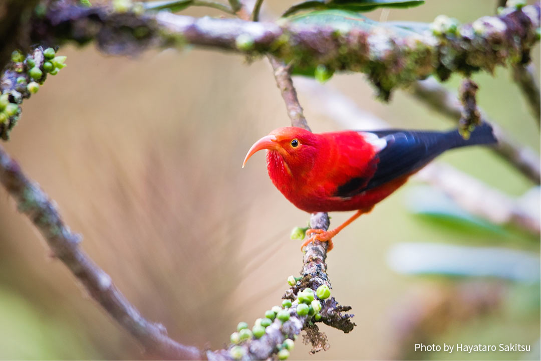 イイヴィ（ベニハワイミツスイ、Drepanis coccinea）