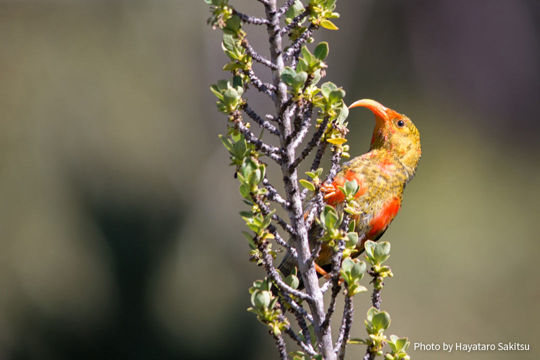 イイヴィ（ベニハワイミツスイ、Drepanis coccinea）