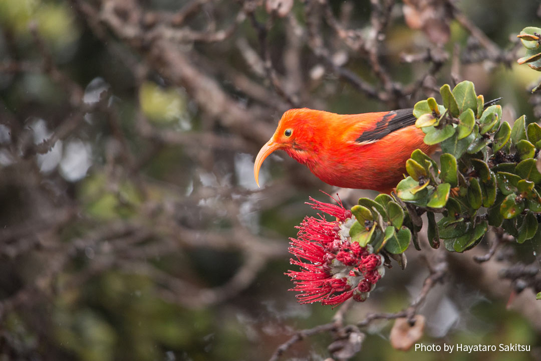 イイヴィ（ベニハワイミツスイ、Drepanis coccinea）