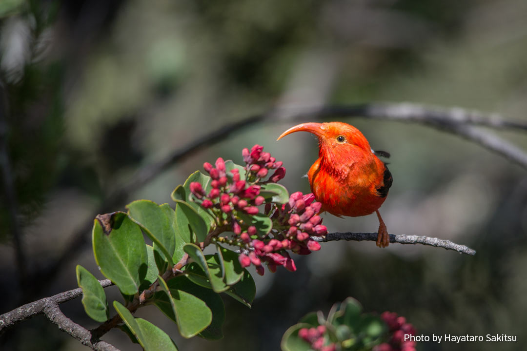 イイヴィ（ベニハワイミツスイ、Drepanis coccinea）