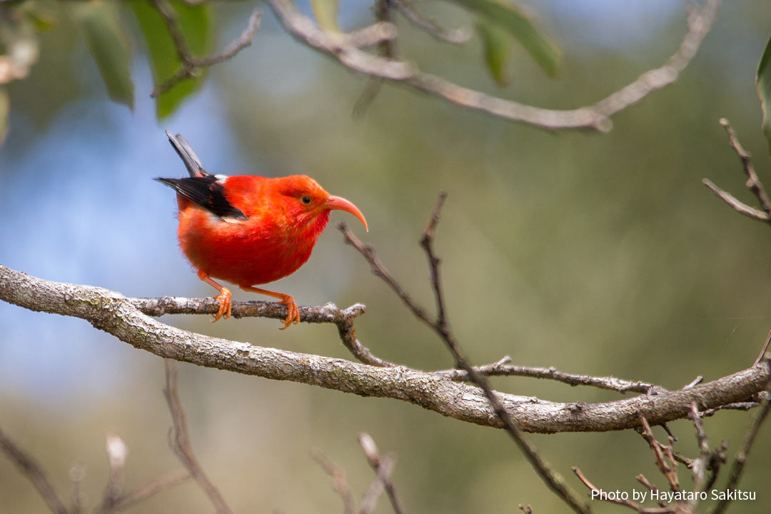 イイヴィ（ベニハワイミツスイ、Drepanis coccinea）