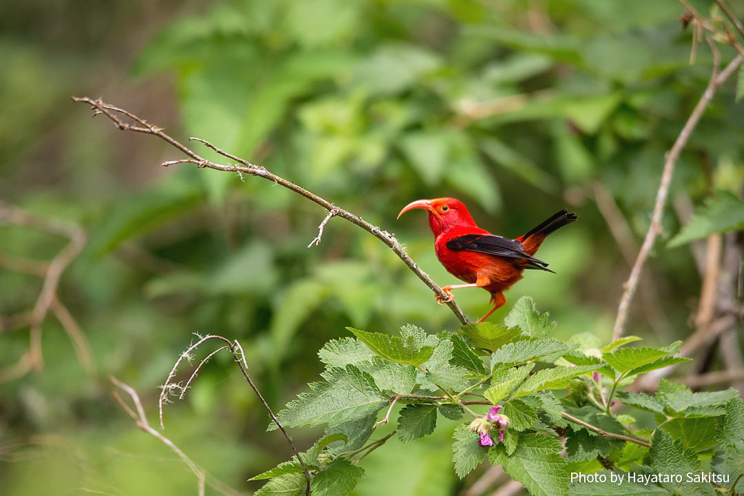 イイヴィ（ベニハワイミツスイ、Drepanis coccinea）