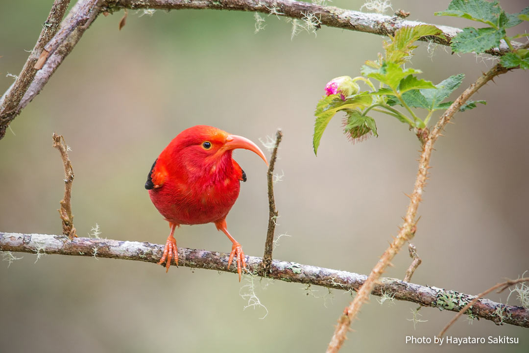 イイヴィ（ベニハワイミツスイ、Drepanis coccinea）