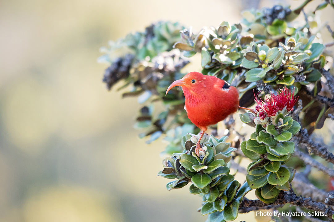 イイヴィ（ベニハワイミツスイ、Drepanis coccinea）