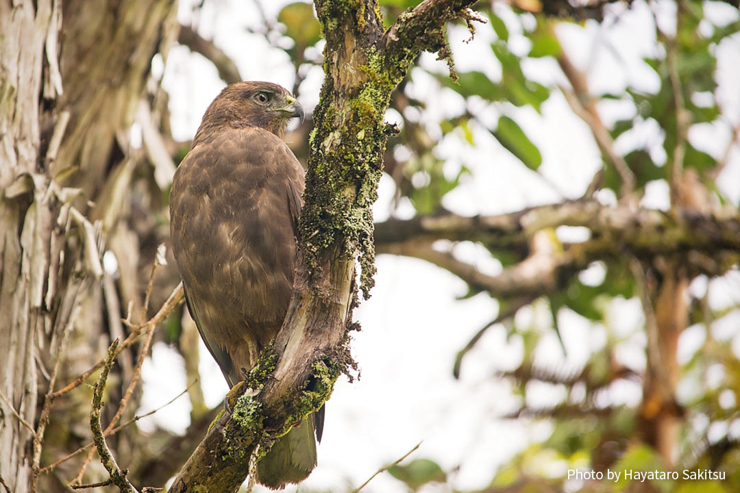 イオ（ハワイノスリ、Buteo solitarius）