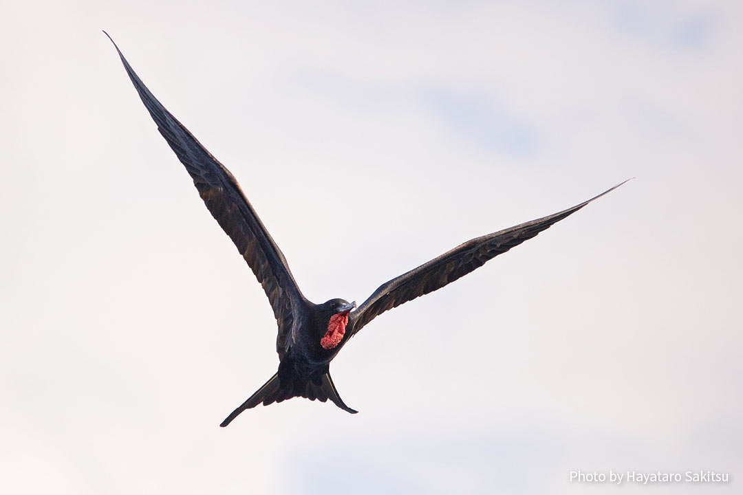 イヴァ(オオグンカンドリ、Fregata minor palmerstoni)