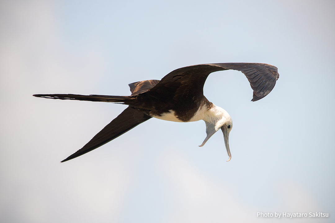 イヴァ(オオグンカンドリ、Fregata minor palmerstoni)