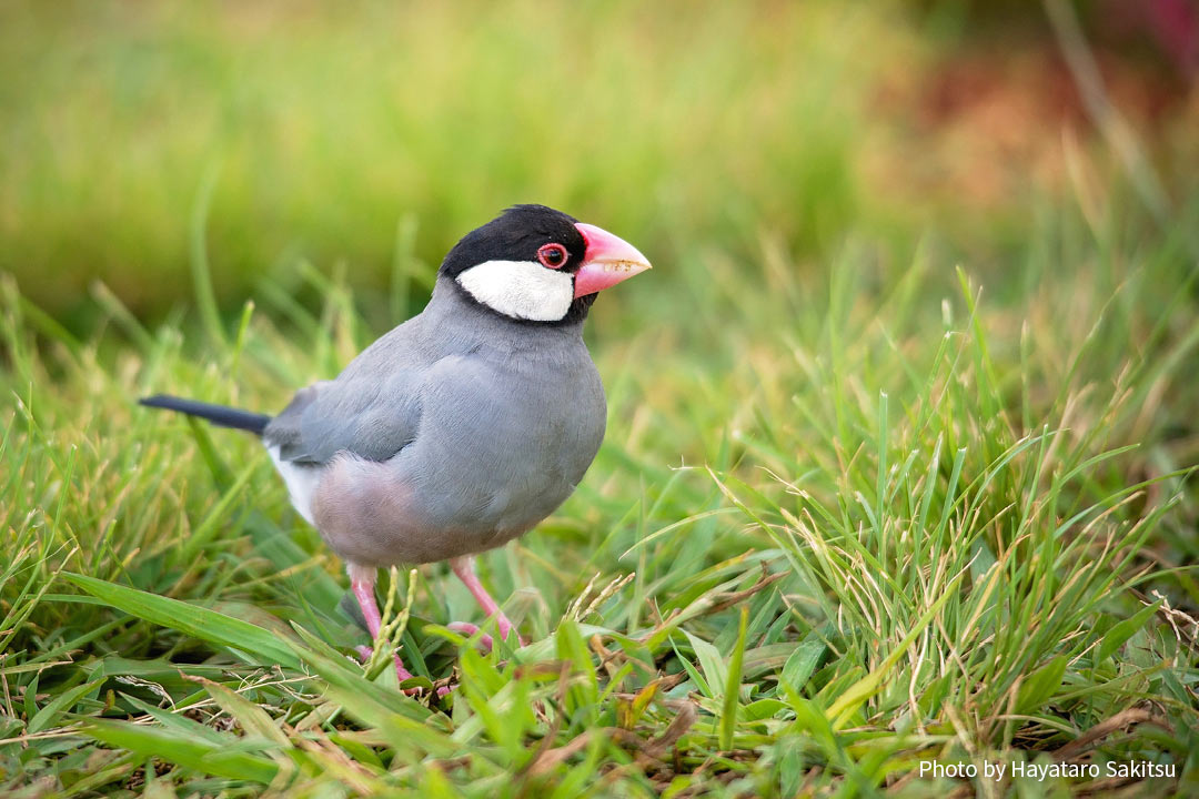 ブンチョウ（Padda oryzivora）