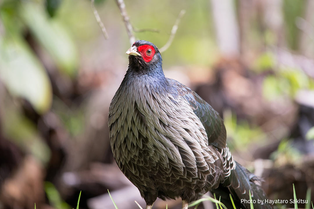 ミヤマハッカン 雄（Lophura leucomelanos）