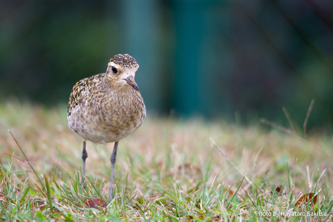 コーレア（ムナグロ、Pluvialis fulva）