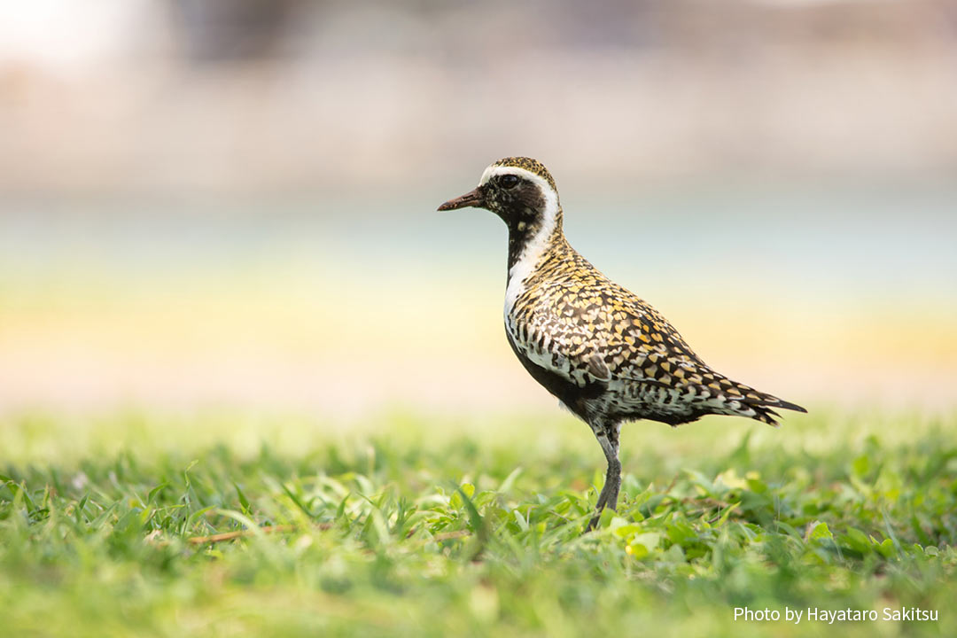 コーレア（ムナグロ、Pluvialis fulva）