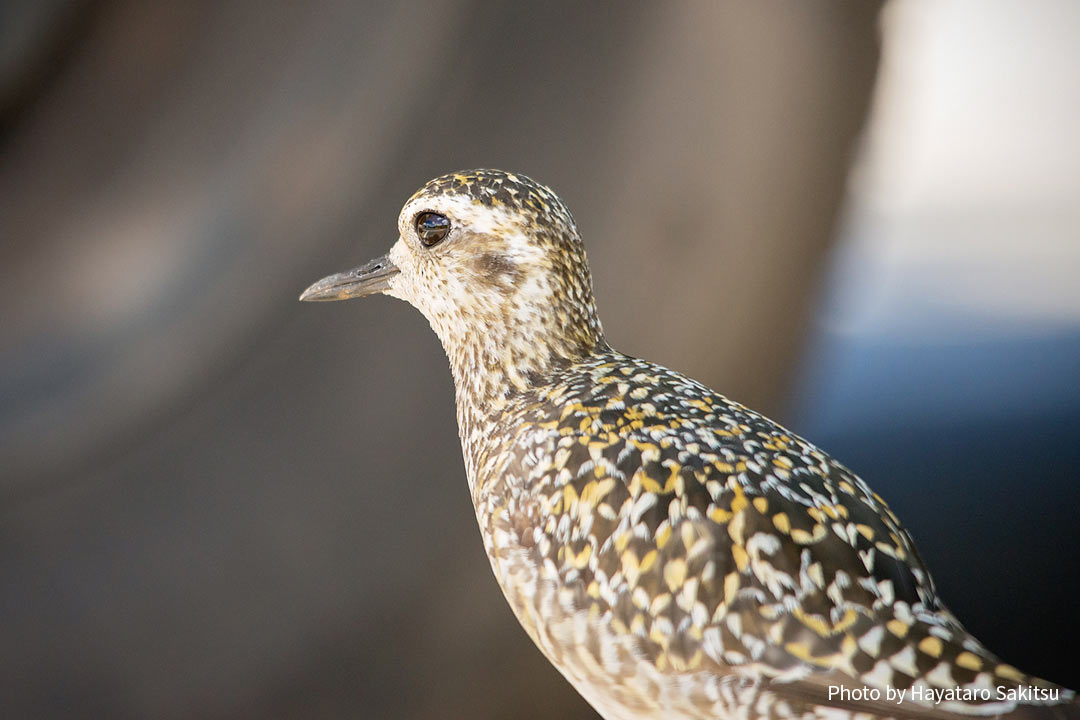 コーレア（ムナグロ、Pluvialis fulva）