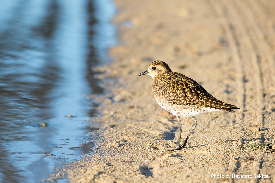 コーレア（ムナグロ、Pluvialis fulva）