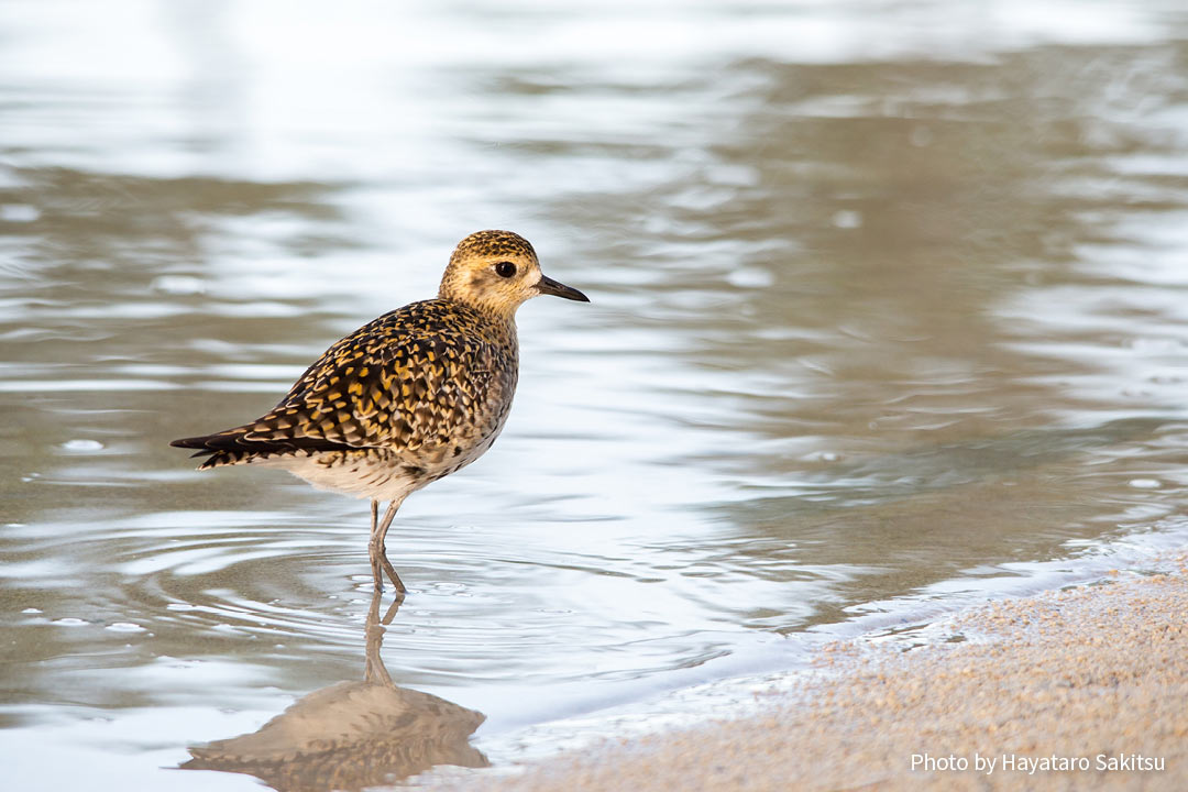 コーレア（ムナグロ、Pluvialis fulva）