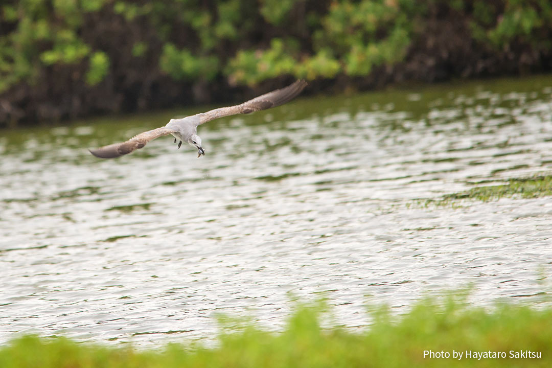 ワライカモメ(Leucophaeus atricilla)
