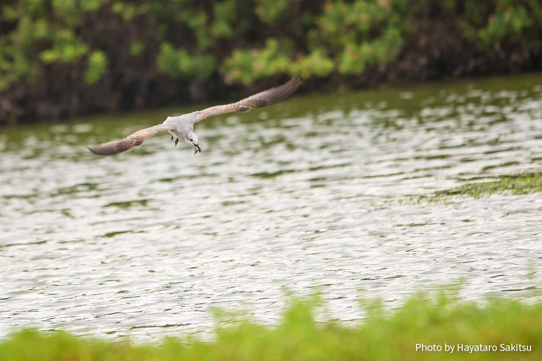 ワライカモメ（Leucophaeus atricilla）