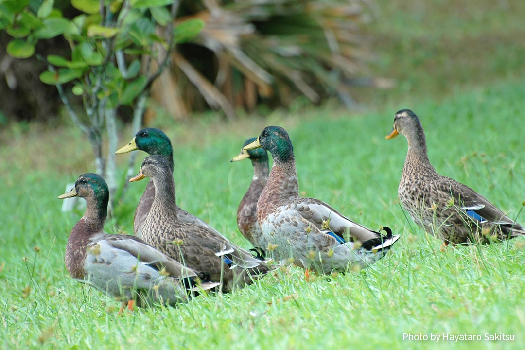 マガモ（Anas platyrhynchos）