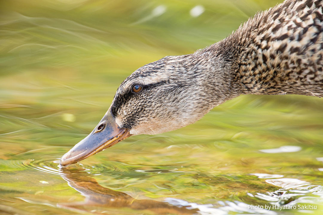 マガモ（Anas platyrhynchos）