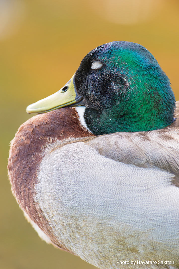 マガモ（Anas platyrhynchos）