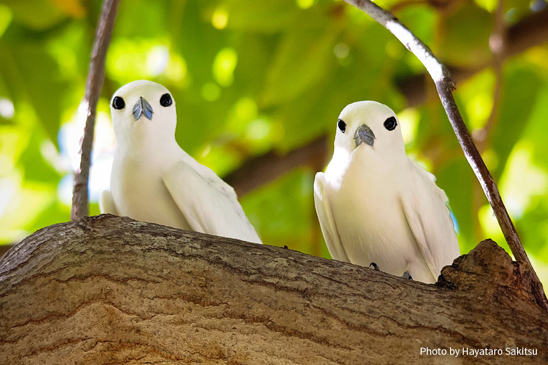 マヌオクー（シロアジサシ、Gygis alba）