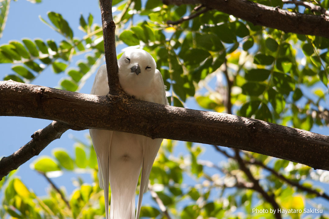 マヌオクー（シロアジサシ、Gygis alba）